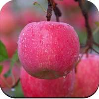 Apple Wallpaper 4K