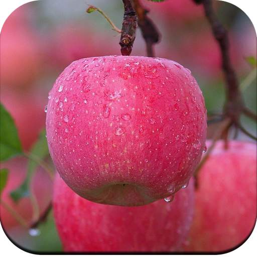 Apple Wallpaper 4K 1.06