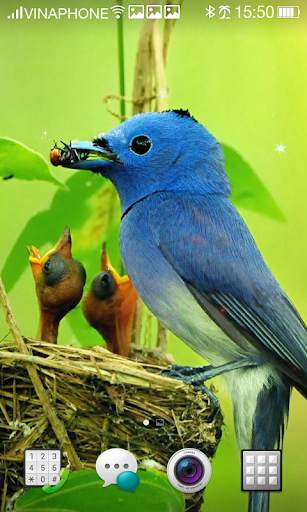 Bird Live Wallpaper HD 4K screenshot 9