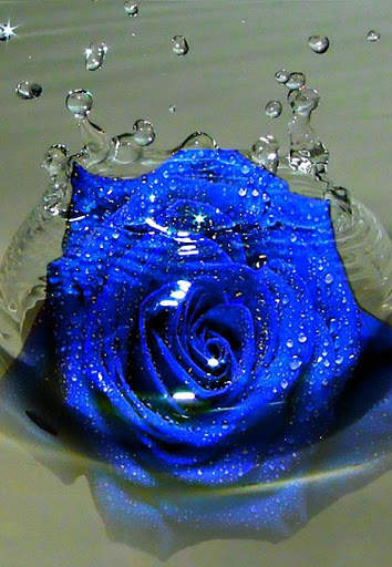 Blue Rose Wallpaper screenshot 2
