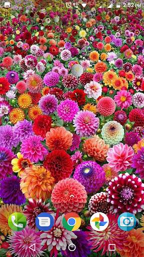 Dahlia Flower Wallpaper Hd screenshot 4
