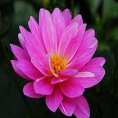 Some wonderful flowers icon