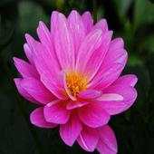 Some wonderful flowers 6.3