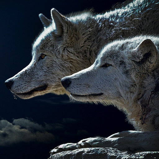 Teen Wolf Wallpaper icon
