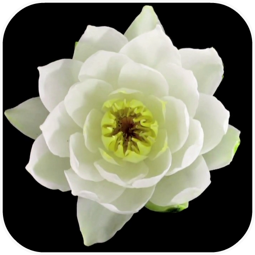 Flowers Video Live Wallpaper icon