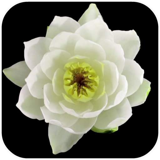 Flowers Video Live Wallpaper 2.0