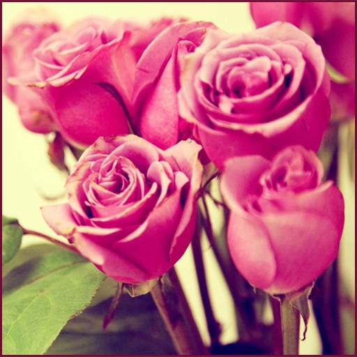 Pink Rose Wallpapers 2.5