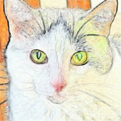 Cat Sound icon