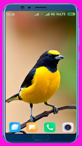 Bird Wallpaper Best 4K स्क्रीनशॉट 7