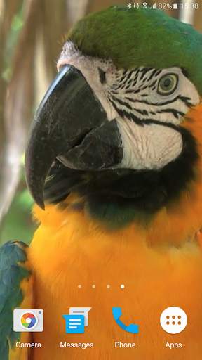 Parrot Live Wallpaper screenshot 6