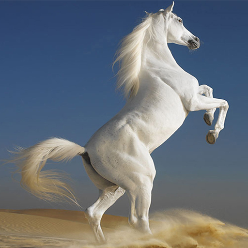Horses Live Wallpaper icon