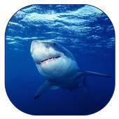 Shark Live Wallpaper 1.1