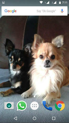 Chiwawa Dog HD Wallpaper screenshot 2