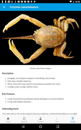 Crab Watch скриншот 7