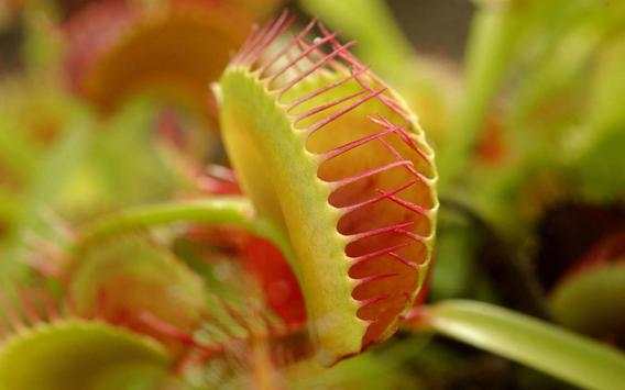 Venus Fly Trap Pack 2 LWP screenshot 1