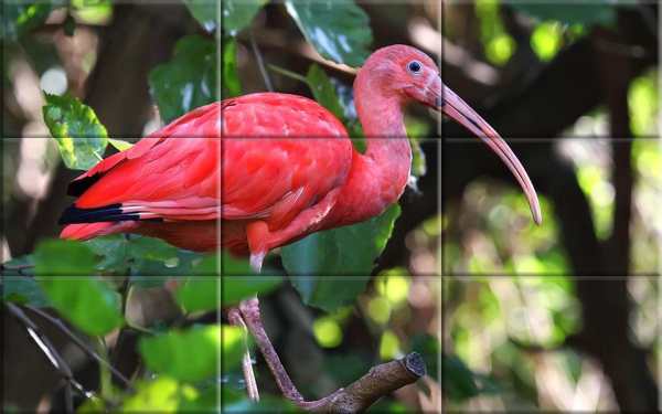Puzzle - Birds स्क्रीनशॉट 6