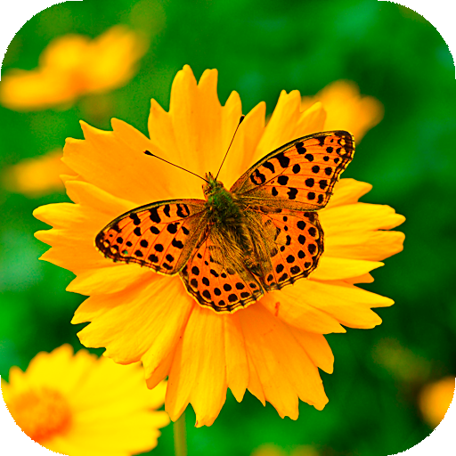 Spring Wallpaper HD : backgrounds &amp; themes icon