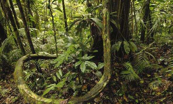 Jungle Wallpapers screenshot 2