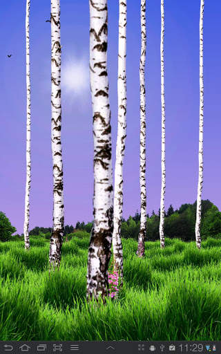 Birch Wood Free LWP screenshot 1
