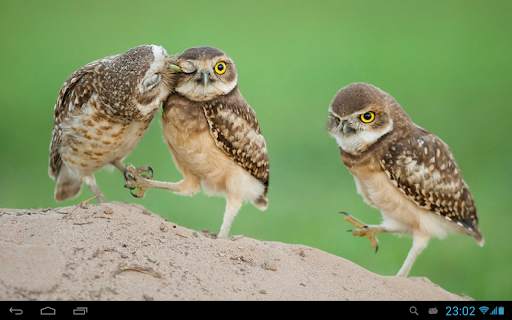 Owls Live Wallpaper screenshot 7