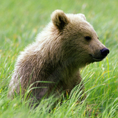 Brown Bear Jigsaw Puzzles icon