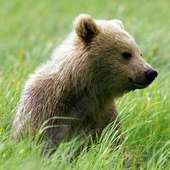 Brown Bear Jigsaw Puzzles logo