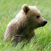 Brown Bear Jigsaw Puzzles 1.0