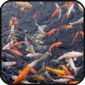 Fish Pond Live Wallpaper 1.1