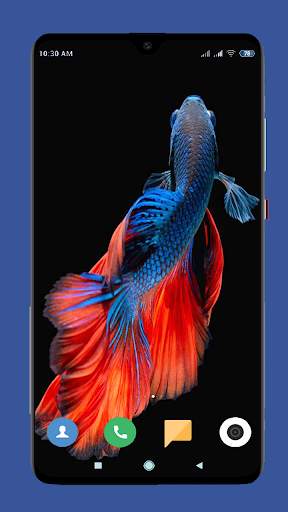 Betta Fish Wallpaper HD screenshot 4