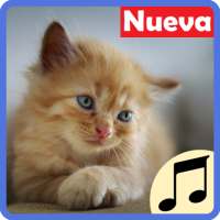 Sonidos de Gatos para Celular gratis, tonos y SMS on 9Apps