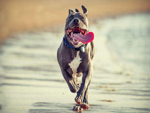 Pitbull Images 2 تصوير الشاشة