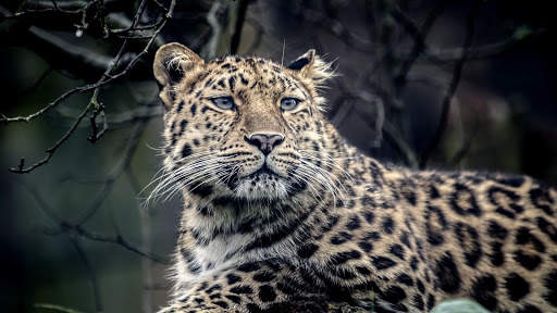 Leopard Live Wallpaper (Wallpapers & Backgrounds) 6 تصوير الشاشة