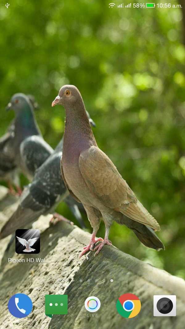 Pigeon HD Wallpaper screenshot 2