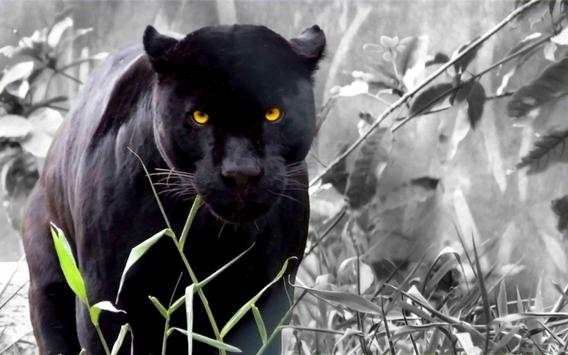 Panther Live Wallpaper स्क्रीनशॉट 4