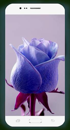 Rose Flower Wallpaper screenshot 3