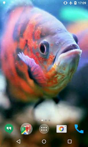 3D Fishes Video Live Wallpaper screenshot 4