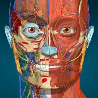 Anatomy Learning - 3D Atlas