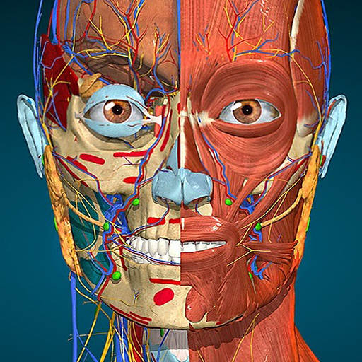 Anatomy Learning - 3D Atlas 2.1.338