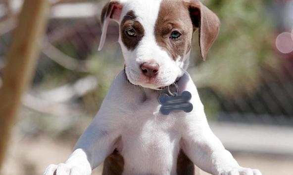 Pitbull wallpapers screenshot 1