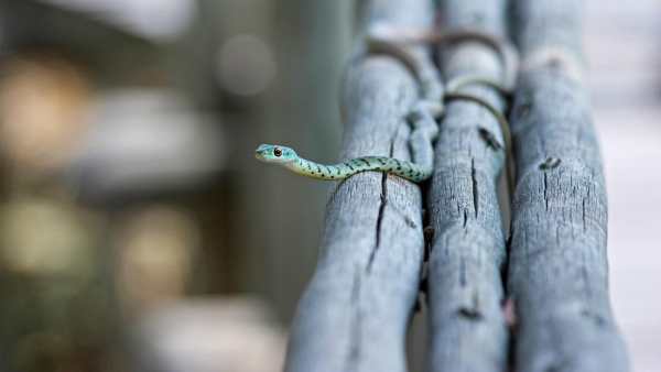 Snake Live Wallpaper : backgrounds hd स्क्रीनशॉट 6