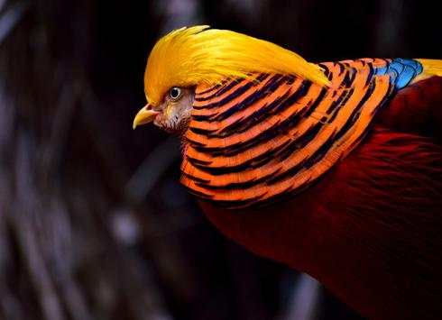 Bird Live Wallpaper screenshot 4