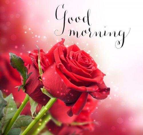 Good morning Flower Images Colorful Roses 4K 5 تصوير الشاشة