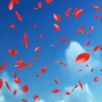 Petals 3D Live Wallpaper PRO