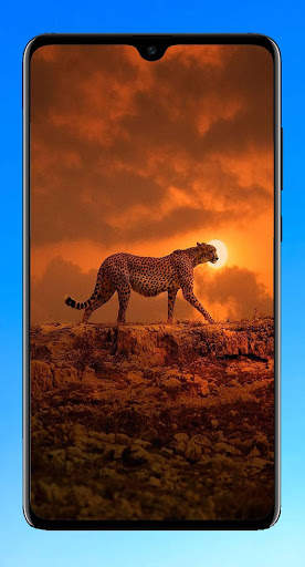 Cheetah Wallpaper 4K screenshot 12