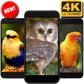 Birds Wallpaper 1.03