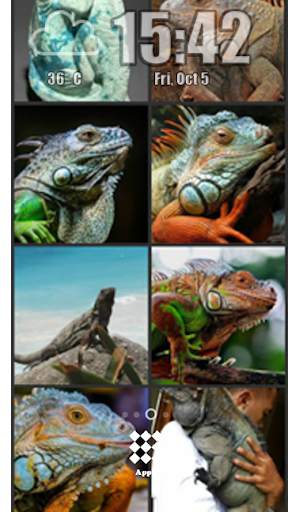 Iguana Wallpaper screenshot 1