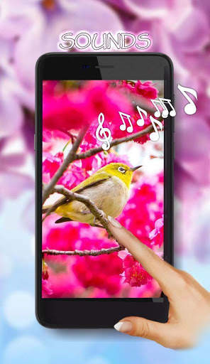Sakura Red Live Wallpaper screenshot 1