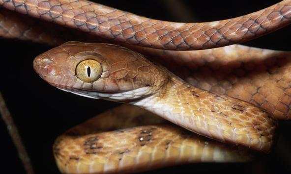 Snakes Wallpapers screenshot 4