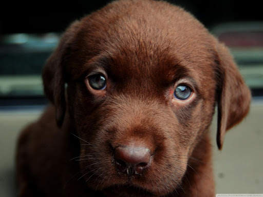 Puppy Wallpapers screenshot 4