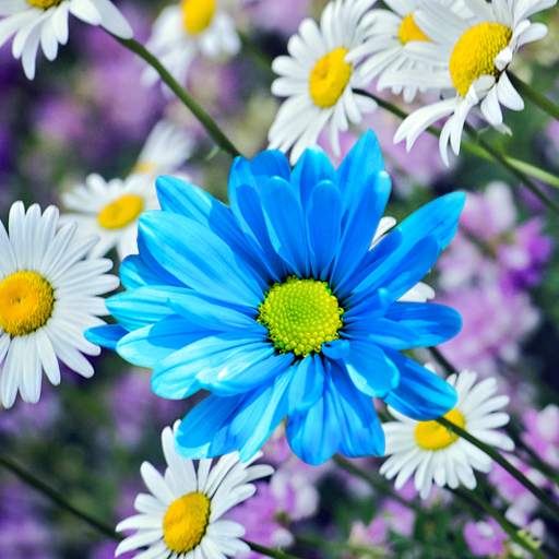 Daisies Flowers Live Wallpaper 1.0.7
